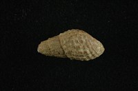 藏品(瘤蜷)的圖片